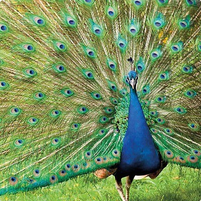 Greeting cards Peacock