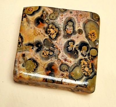 Radiant Turritella Agate Natural Crystal