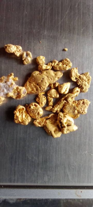 Gold nuggets ectracted  from river