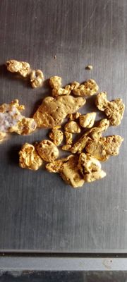 Gold nuggets ectracted  from river