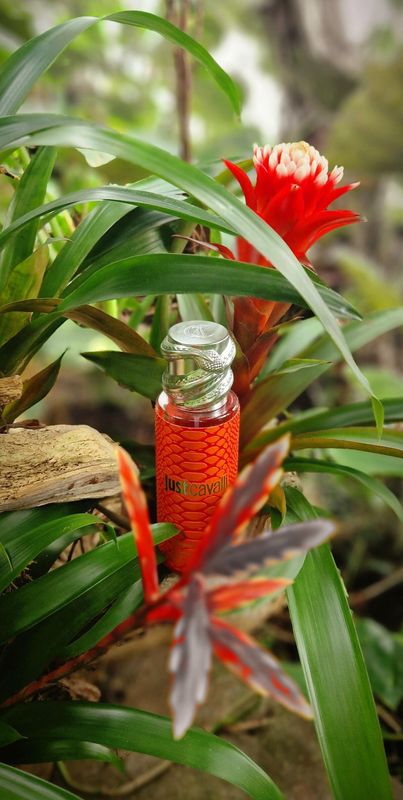 Roberto Cavalli -Daring Amber Body Mist | 250 mL