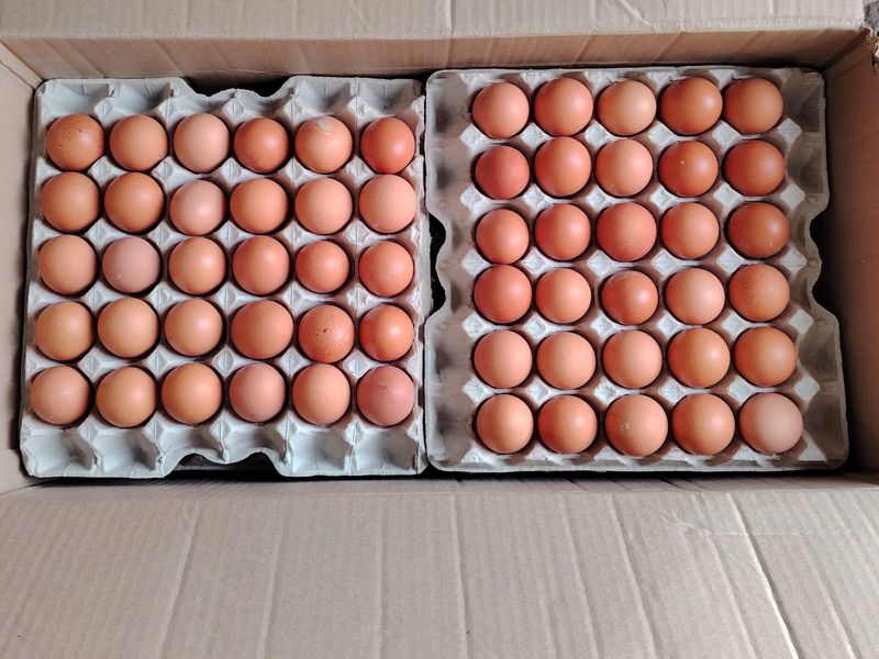 Bulk Eggs