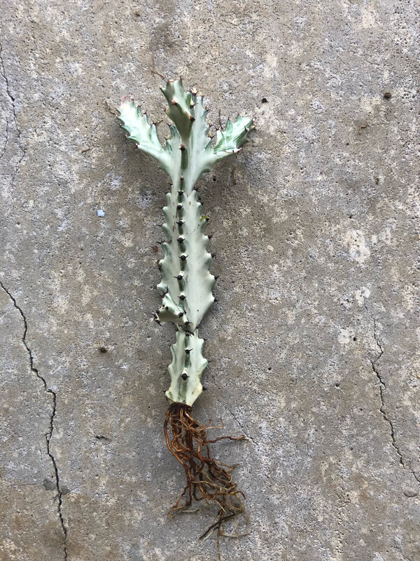 Euphorbia Lactea "White Ghost"