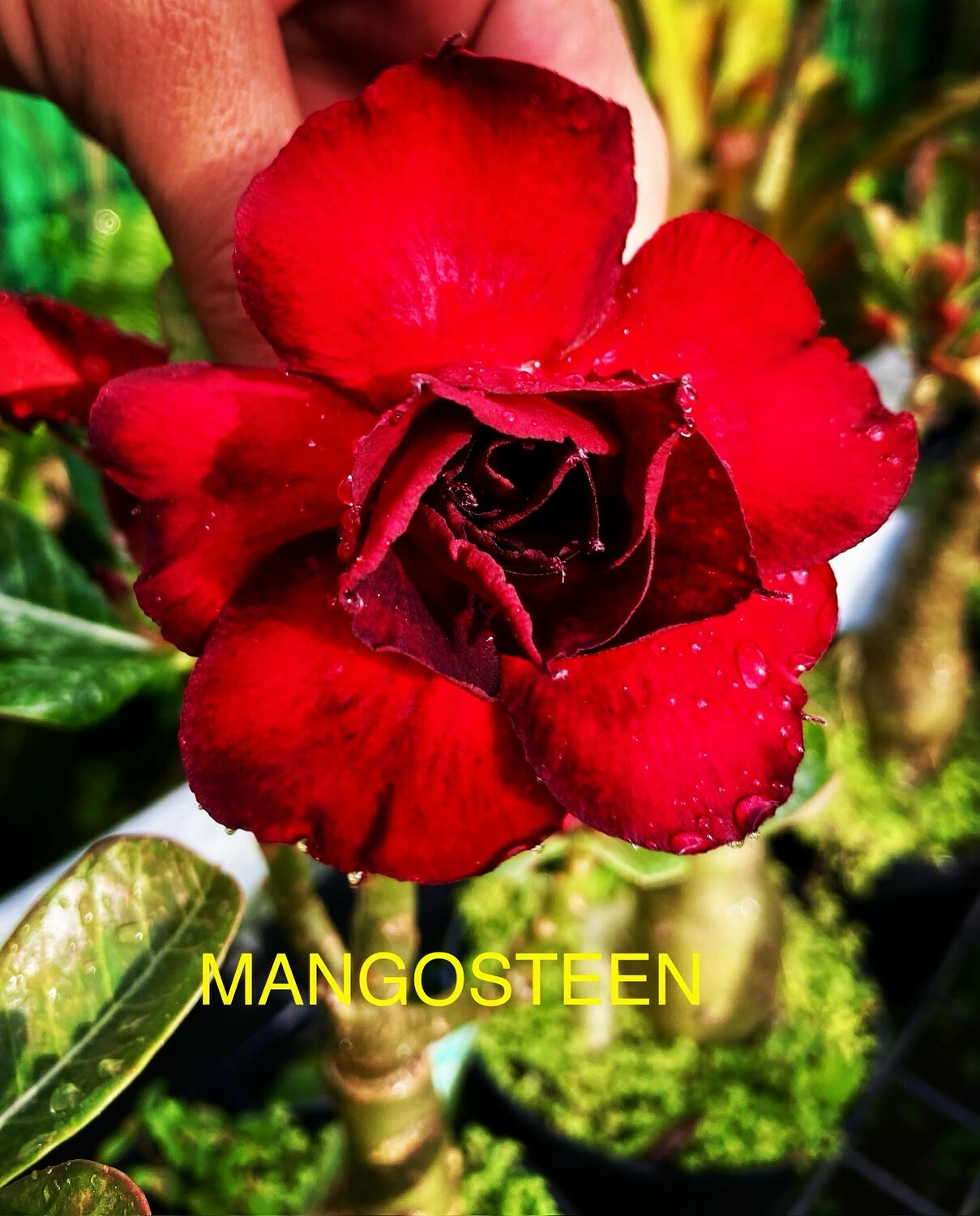 Adenium Mangosteen