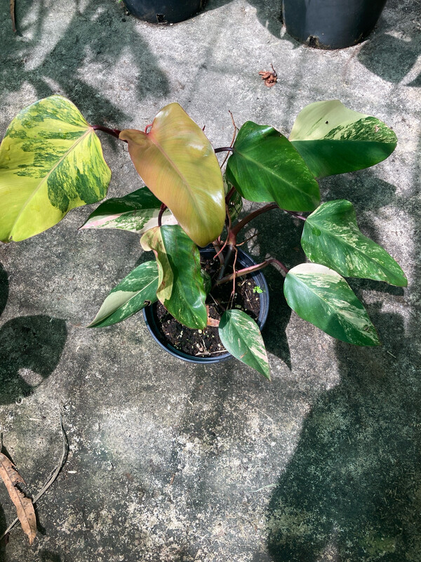Philodendron Strawberry Shake variegata Philodendron Strawberry Shake variegata