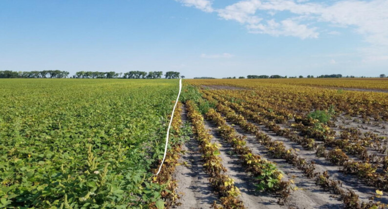 EndoGlo+ Seed Treatment (per acre) minimum order of 15 acres