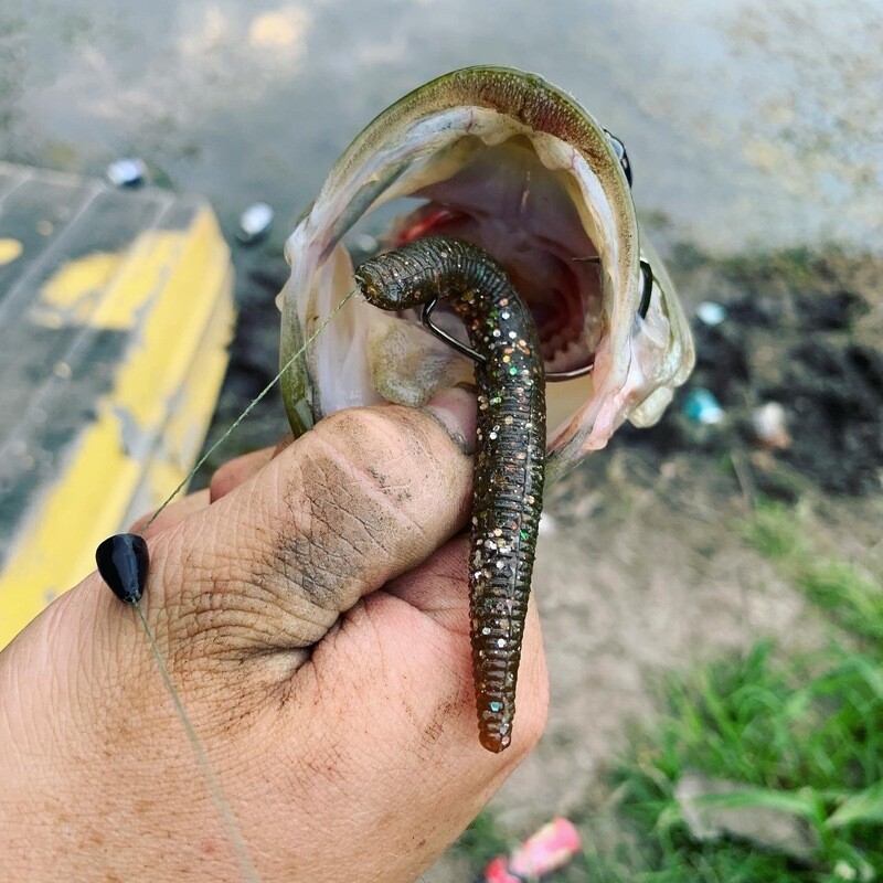 (Custom) 4" Chub Worm