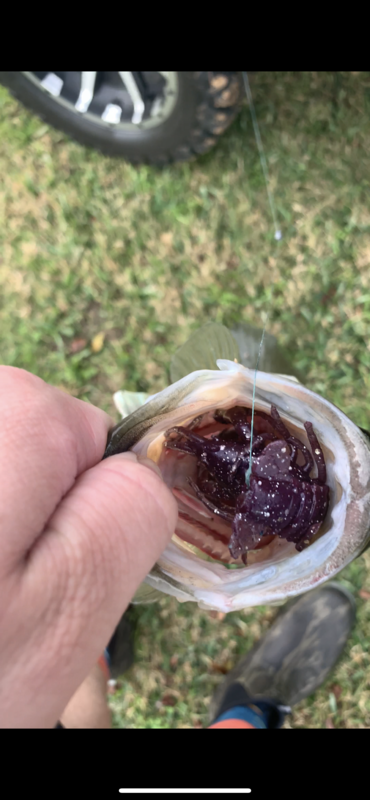 (Custom) Big Meaty Craws (Pack of 4)