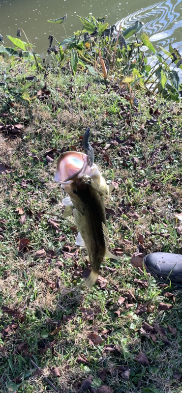 (Custom) Craw Candy