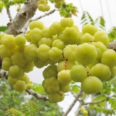 cây chum ruột- free ship
