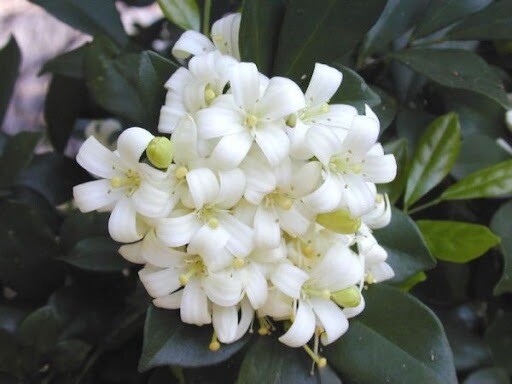 hoa nguyệt quế -free ship