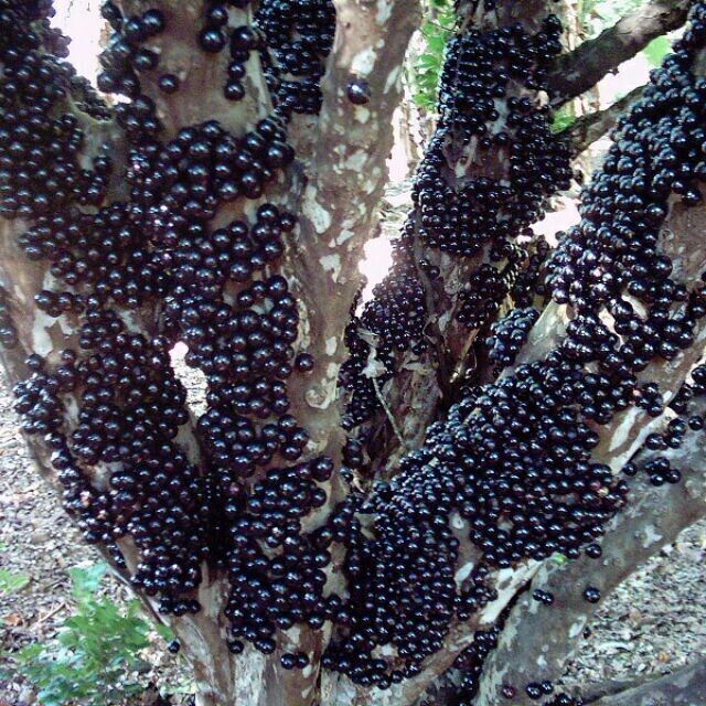 Jaboticaba fruit tree- free ship