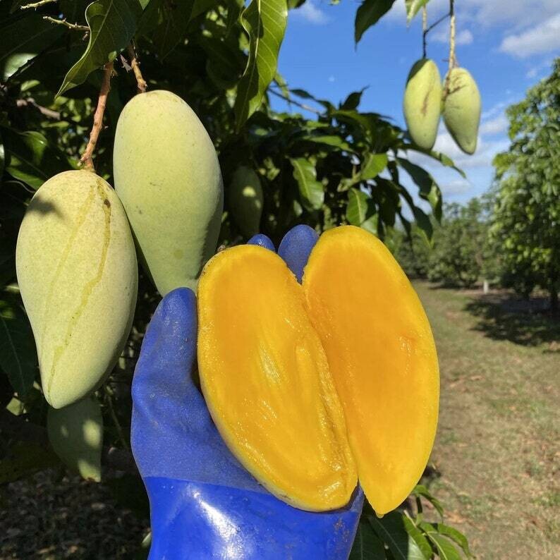 Nam Doc Mai #4 Mango Free Ship