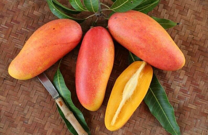 xoài cầu vòng-mahachanok 15 gallon -free ship