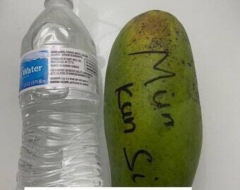 Munkunsi Thai sweet mango big fruit