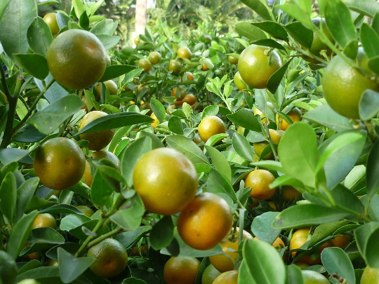 tắc chua tròn vn