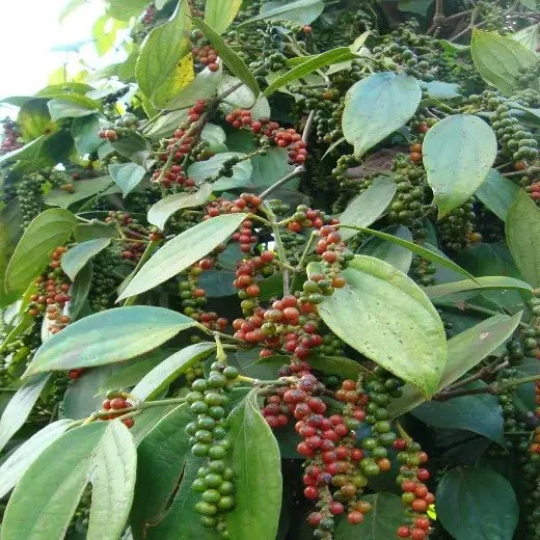 cây tiêu xanh 3 gallon -free ship