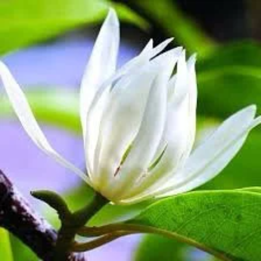 Michelia Alba Live Plant (White Flowers)