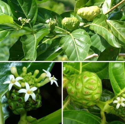 Noni Fruit Tree- Free Ship