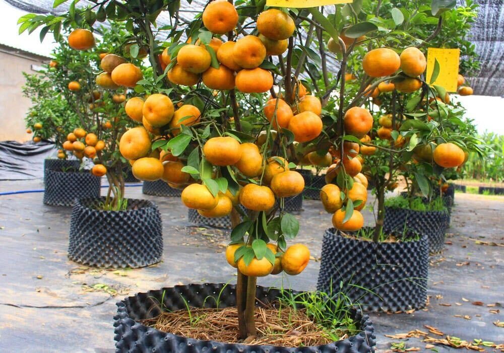 ​Kishu mandarins-seedlees grafted tree