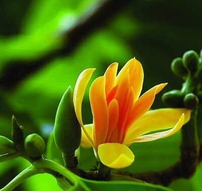 hoa ngoc lan vàng 15 gallon -pick up only