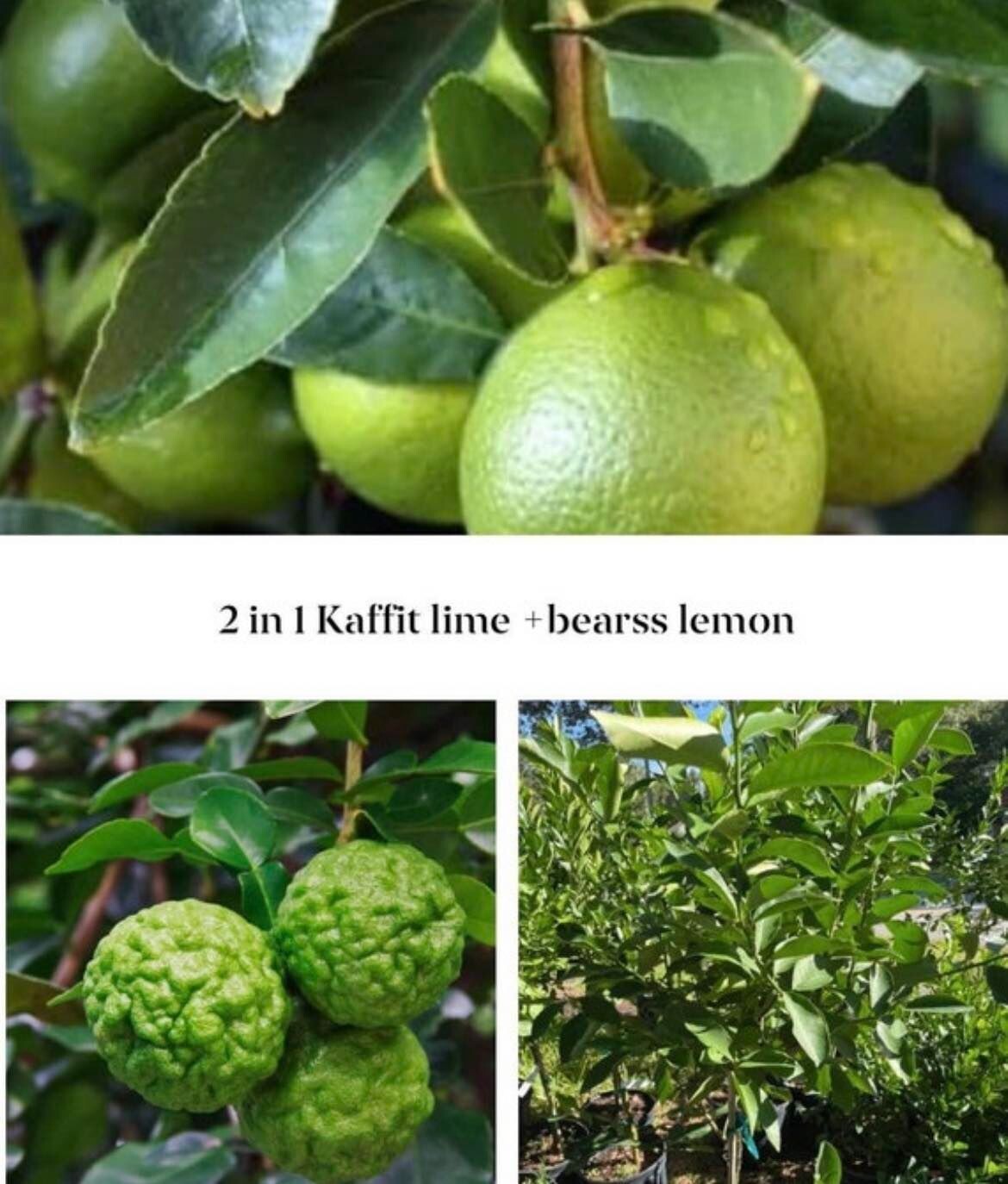 2 in 1 citrus grafted tree get fruit very Soon 10 Gallon 
