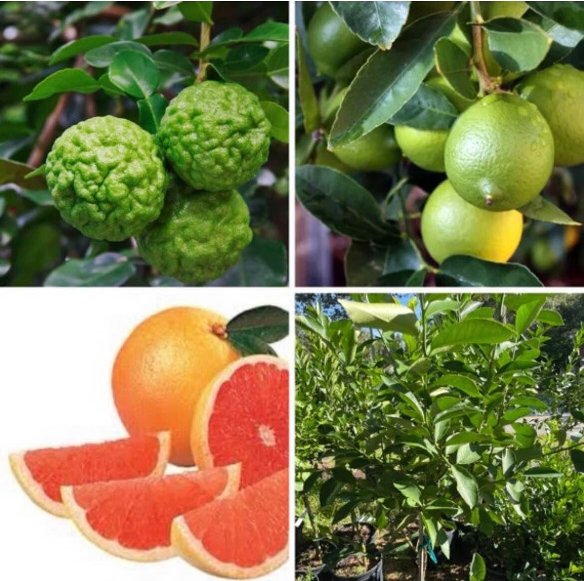 3 in 1 citrus grafted tree get fruit very Soon 10 Gallon 