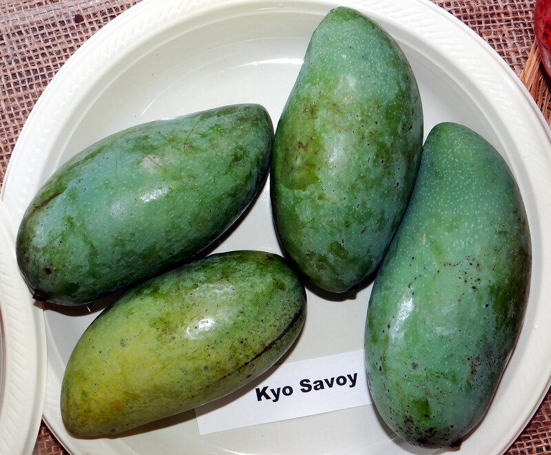 Kesavoy Mango 3 Gallon Pot- Free Ship