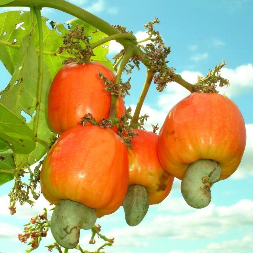 Cashew Airlayer Tree Get Fruit Soon