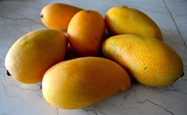 Lemon Zest ​Mango grafted tree