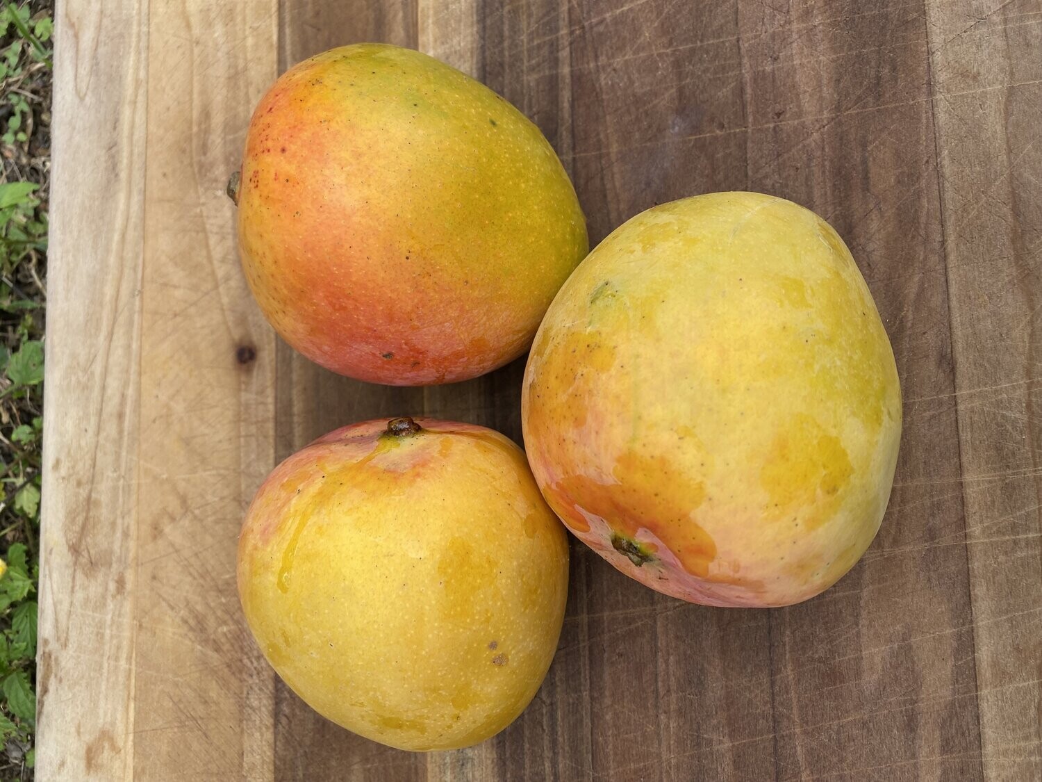 ​Juicy Peach mango grafted tree