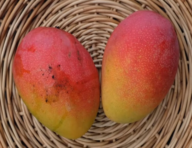fruit punch mango grafted tree