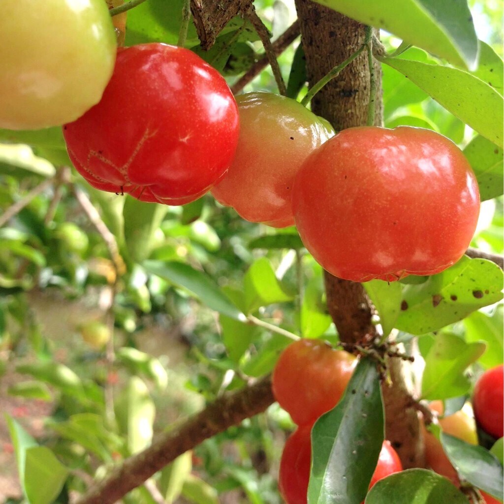 Barbados Cherry airlayer tree