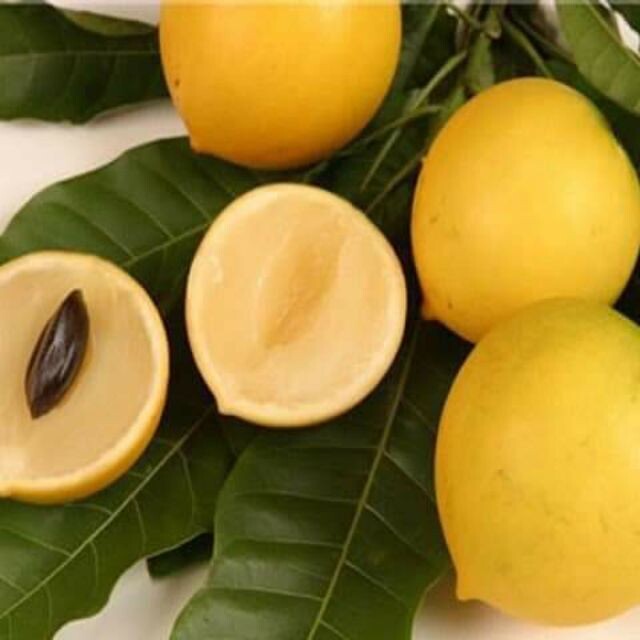 vú sữa hoàng kim