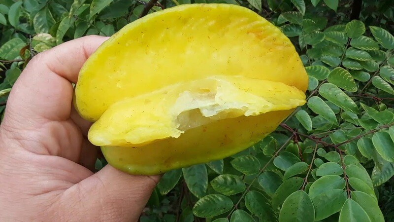 Star Fruit FWang Tung Grafted Tree 7 gallon- Free Ship