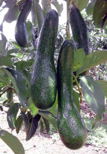 Long Neck Avocado Grafted Tree With Flowers 3 Ft Tall Up