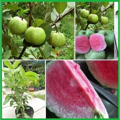 Taiwaness Ruby Guava 7 Gall - Free Ship