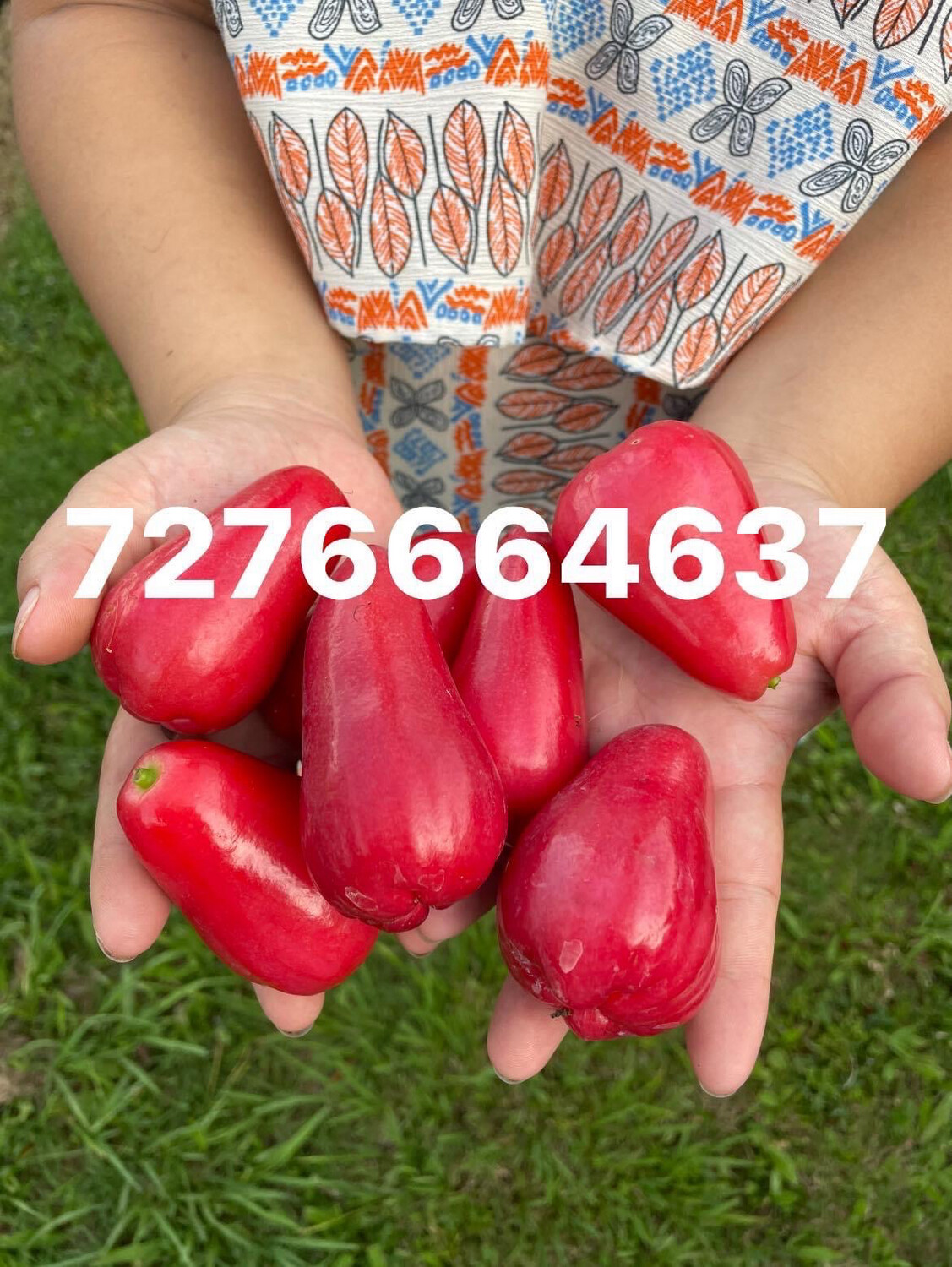 Mận Đỏ Trái Dài Ko Hạt 7 Galllon Free Ship