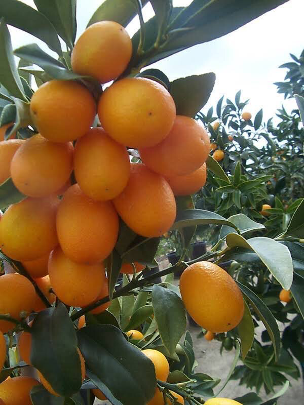 Nagami Kumquat Grafted Tree 5 Gal - Xum Xuê