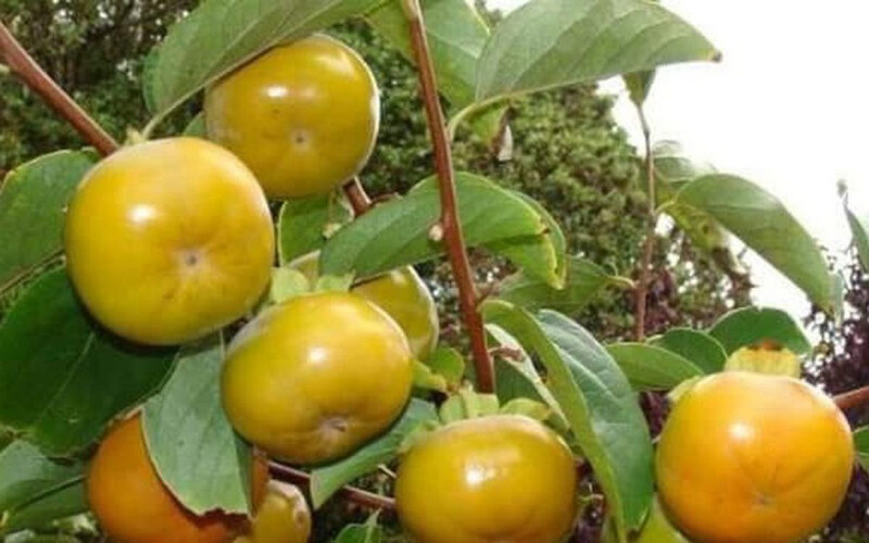 Hồng Giòn 5ft  - Free Ship