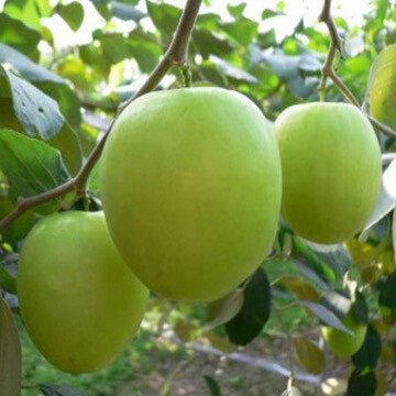 Táo Xanh Giòn Đài Loan 15 Galllon- Free Ship