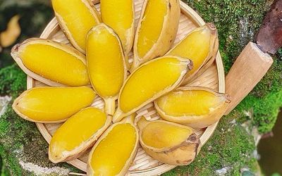 Chuối Sáp nghệ vn
