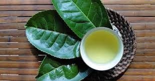 cây trà xanh lớn xum xuê- Free Ship