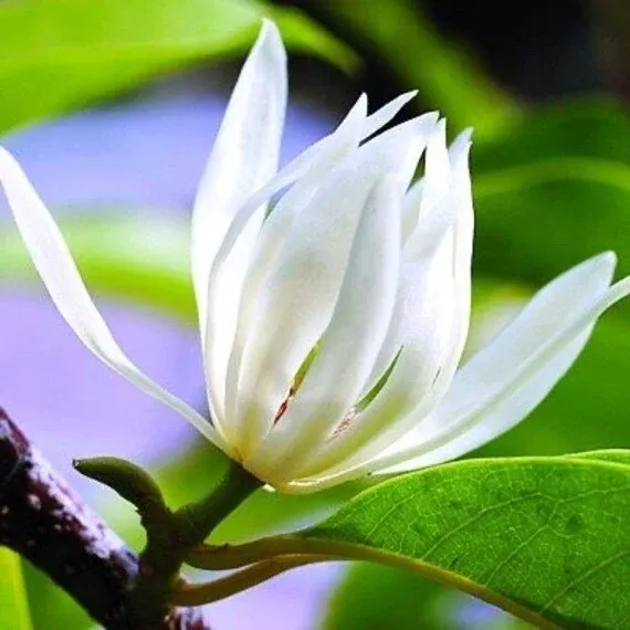 hoa ngoc lan trắng 4ft-free ship