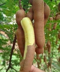 me thái ngot 4ft free ship