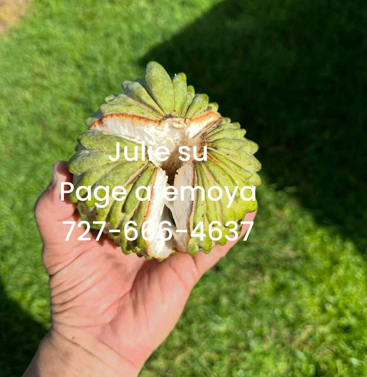 Page Atemoya 5ft 7Gallon- Free Ship