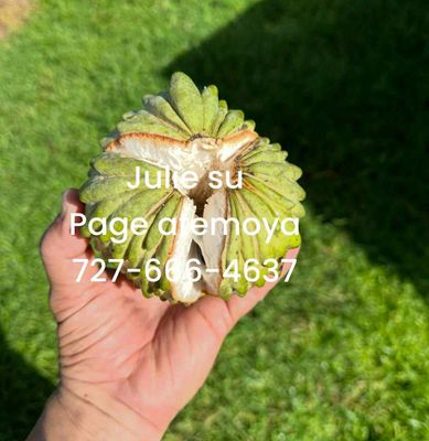 Page Atemoya 5ft 7Gallon- Free Ship