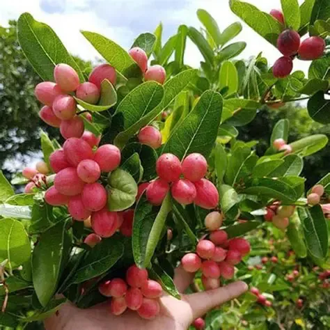 cây si rô thái  7 gallon -free ship