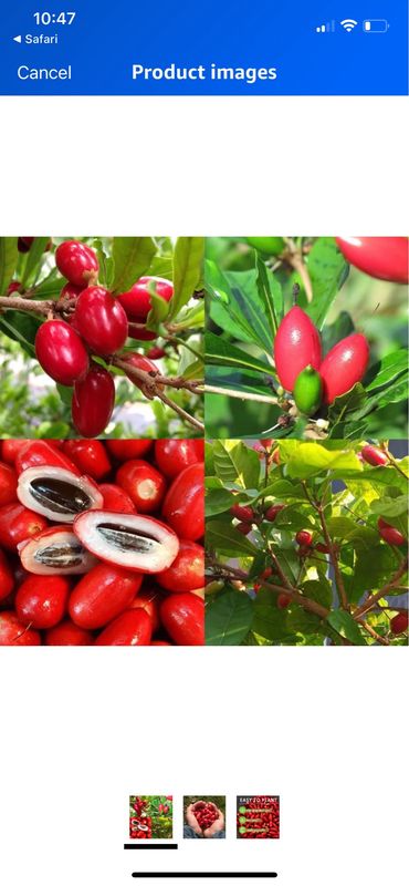 Cây Thần Kỳ 3-4ft - Free Ship