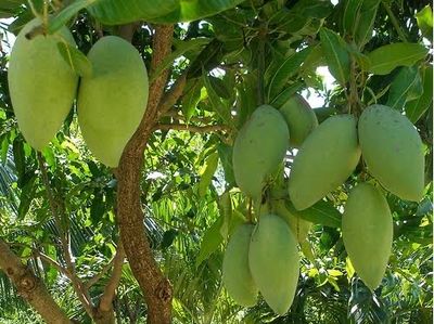 Xoai Tượng Cao 4ft - Free Ship